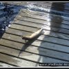 2005_suomi_aktion_266