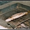 2005_suomi_aktion_273