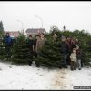 2011_weihnachtsbaumsammeln_003.jpg
