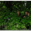 2013_westernohe_053