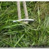 2013_westernohe_056