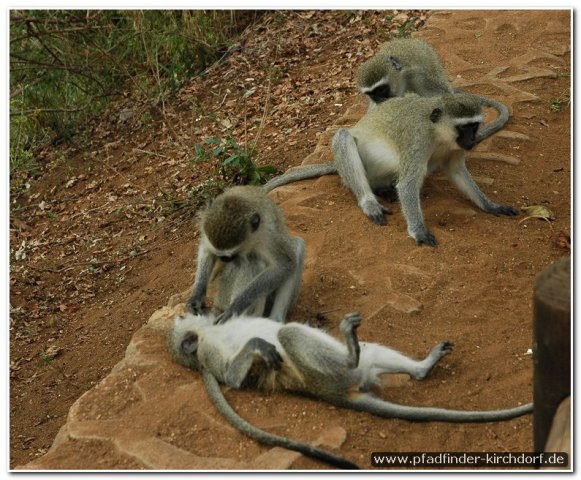 2015_s_afrika_069