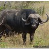 2015_s_afrika_066