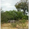 2015_s_afrika_070