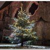 2022_kirchdorfer-christbaum_5