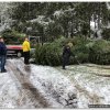 2022 - Aktionen - 2022 - Weihnachtsbaum-Sammelaktion
