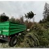 2025 - Aktionen - 2025 - Weihnachtsbaum-Sammelaktion