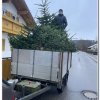 2026_christbaumsammeln-003